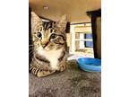 Adopt Robbie a Tabby, Domestic Short Hair