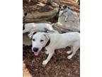Adopt Corio a Cattle Dog, Mixed Breed