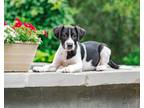 Adopt Bingo a Catahoula Leopard Dog, Great Dane