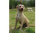 Kash Money Mixed Breed (Medium) Puppy Male