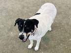 Lolly Australian Cattle Dog Adult Female