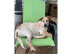 Adopt Finnick a Cattle Dog, Mixed Breed