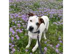 Adopt Forest a Australian Cattle Dog / Blue Heeler, Terrier