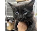 Adopt Puffin a Domestic Short Hair