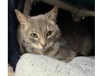 Odin Domestic Shorthair Adult Male
