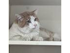 Adopt Ollie a Domestic Short Hair