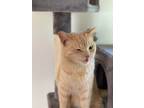 Adopt Dexter a Domestic Short Hair