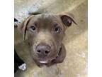 Adopt Riggs a Pit Bull Terrier, Labrador Retriever