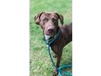 Adopt Toby a Labrador Retriever, Mixed Breed