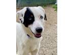 Adopt Horton a Border Collie