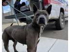 Adopt Ash a Pit Bull Terrier, Mixed Breed