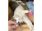 Victor (bonded to Mario) Domestic Shorthair Young Male
