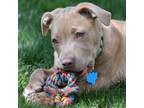 Adopt Tye a Pit Bull Terrier