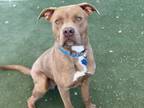 Sparky American Staffordshire Terrier Adult Male