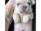 French Bulldog Puppy for sale in East Brunswick, NJ, USA
