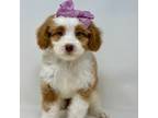 Mutt Puppy for sale in Melissa, TX, USA
