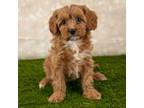 Cavapoo Puppy for sale in Dundee, OH, USA