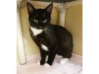 Adopt Reef a Domestic Short Hair