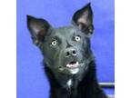 Adopt Steve a Australian Kelpie