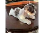 Schnauzer (Miniature) Puppy for sale in Miami, FL, USA