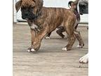 Boxer Puppy for sale in Greensburg, IN, USA