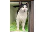 Archie Domestic Shorthair Young Male
