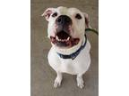 Spot American Pit Bull Terrier Adult Male