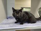 Adopt ABYSS a Domestic Short Hair