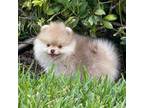 Pomeranian Puppy for sale in Wauchula, FL, USA