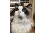 Mischka Snowshoe Senior Female