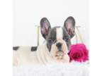 French Bulldog Puppy for sale in Quantico, VA, USA
