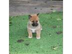 Shiba Inu Puppy for sale in Frisco, TX, USA