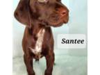 Santee