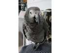 Clever lovely african grey parrots