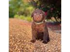 Labrador Retriever Puppy for sale in Lancaster, SC, USA