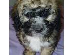 Shih-Poo Puppy for sale in Peabody, MA, USA