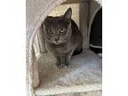 Cleo Domestic Shorthair Young Female