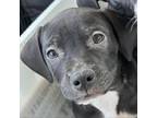 Adopt Montana a Black Labrador Retriever, Border Collie