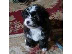 Poodle (Toy) Puppy for sale in Winchendon, MA, USA