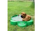 Adopt Blu a Great Dane, Bloodhound