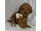 Mutt Puppy for sale in Apple Valley, CA, USA