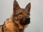 Adopt Agate a German Shepherd Dog, Mixed Breed