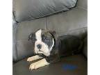Olde English Bulldogge Puppy for sale in Silver Spring, MD, USA