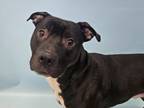 Adopt Winston a Pit Bull Terrier, Mixed Breed
