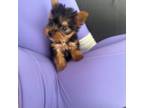 Yorkshire Terrier Puppy for sale in White Settlement, TX, USA