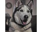 Adopt Bolt a Siberian Husky