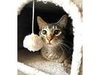 Ren Domestic Shorthair Young Male