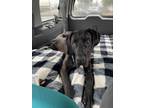 Adopt * Hunter - Hold a Great Dane