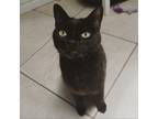 Adopt Bob a Domestic Short Hair