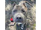 Adopt Thor the Bear a Pit Bull Terrier